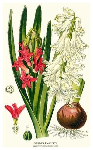 Vintage Botanical Flower Art Print: Garden Hyacinth