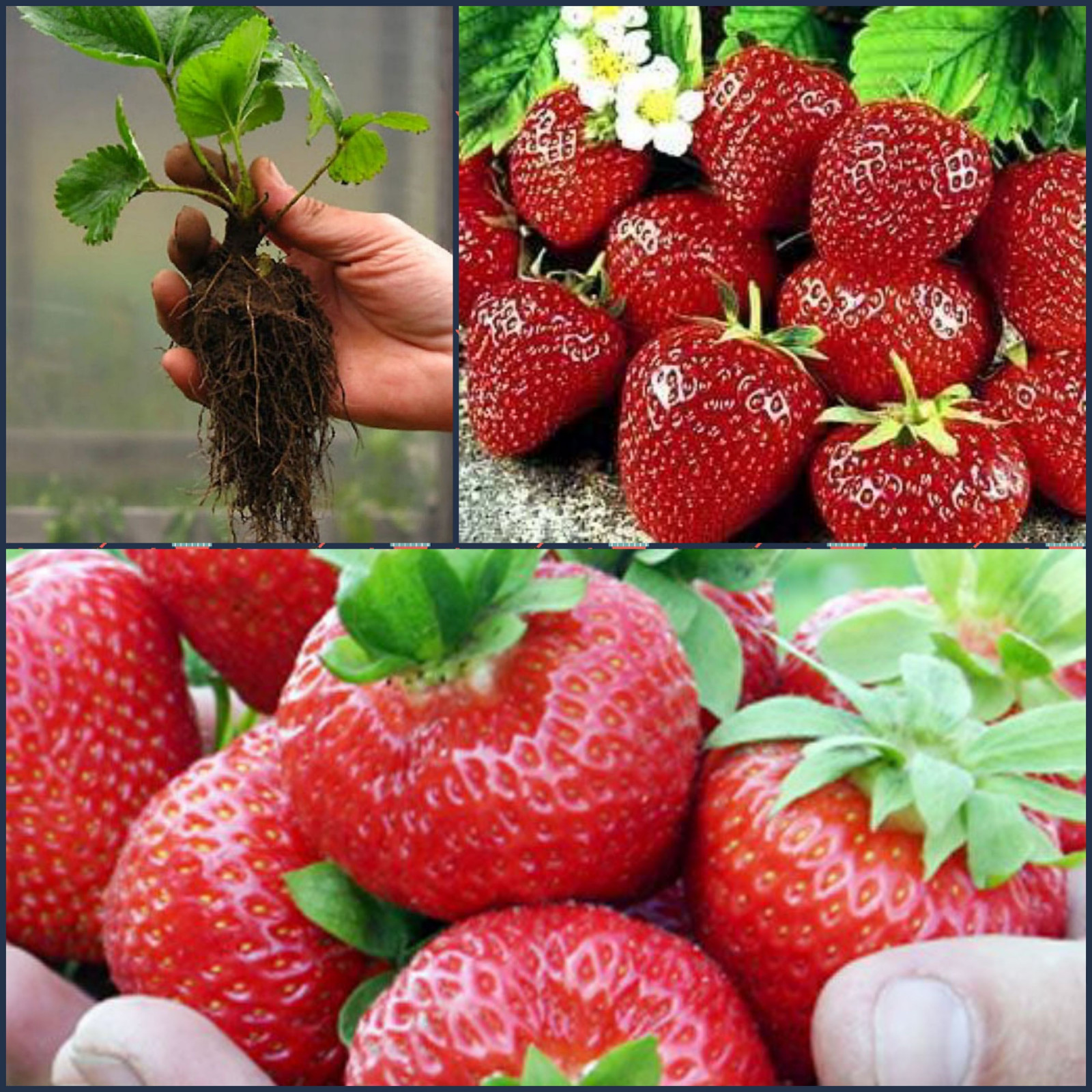 Питомник растений