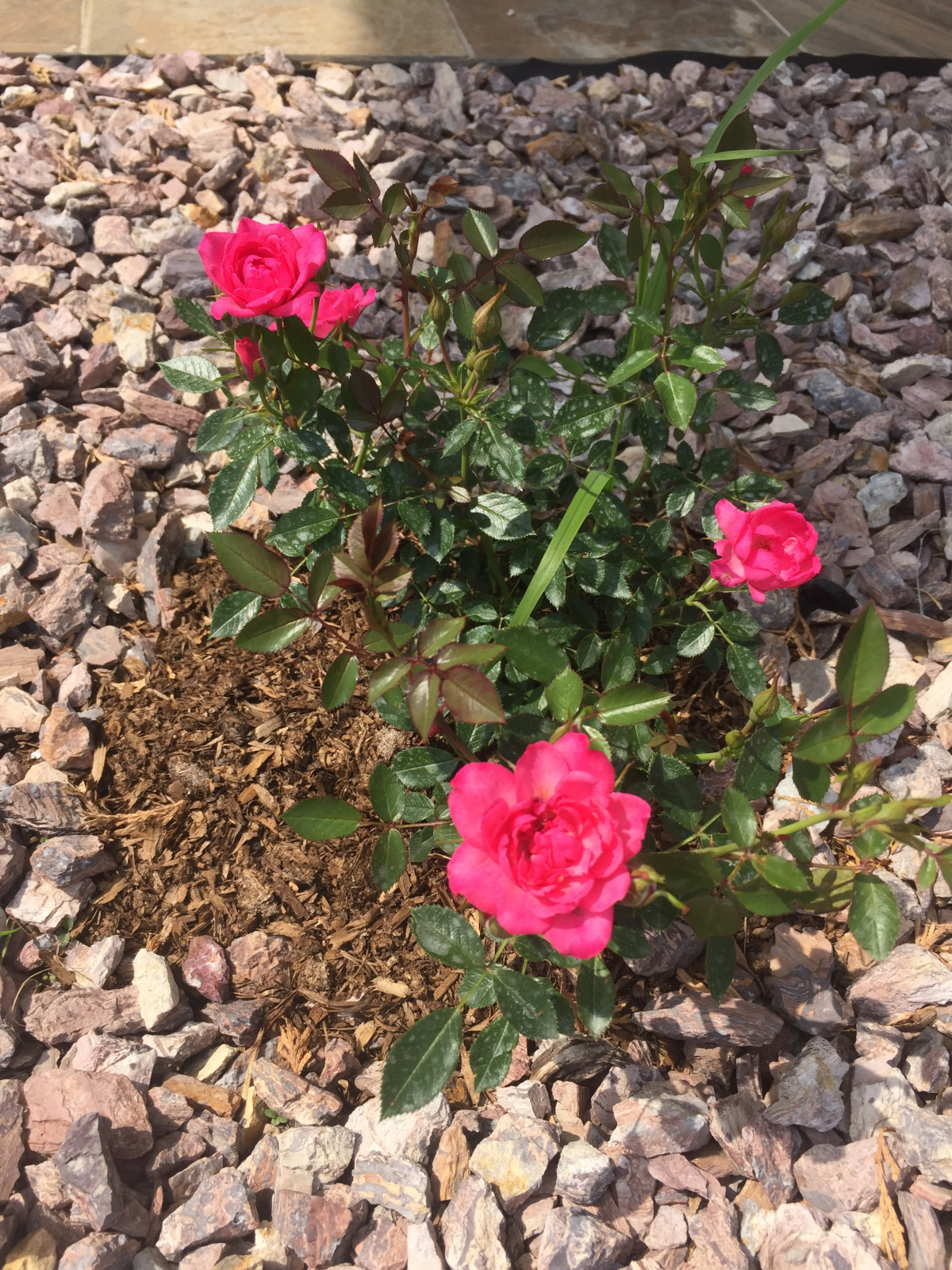 Ландшафтный дизайн участка треугольной формы