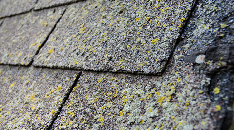 moss growth in asphalt shingles