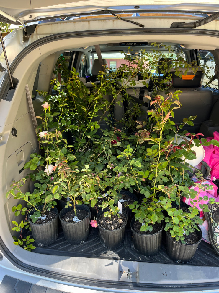 Kaman Roses K&M Roses Rare Austin Report! | Houzz Forum