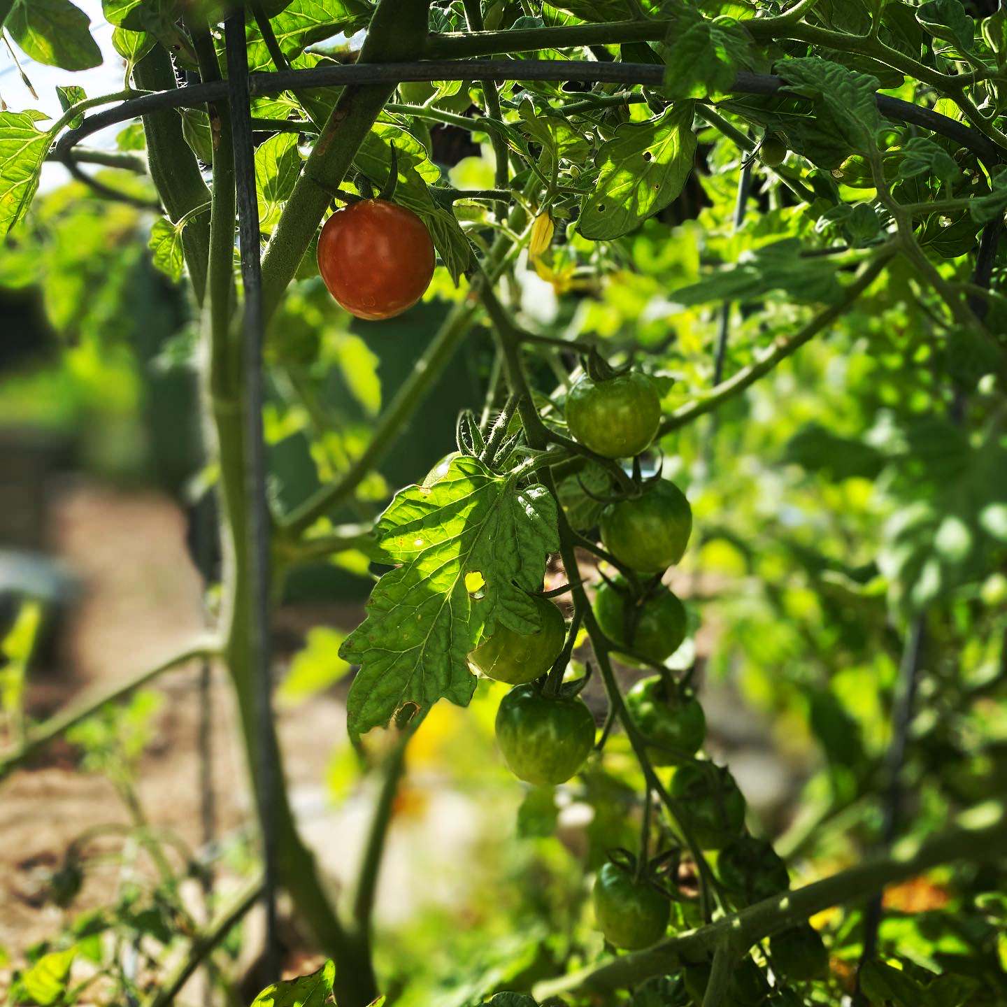 San Pedro, CA - Rustic Kitchen Garden