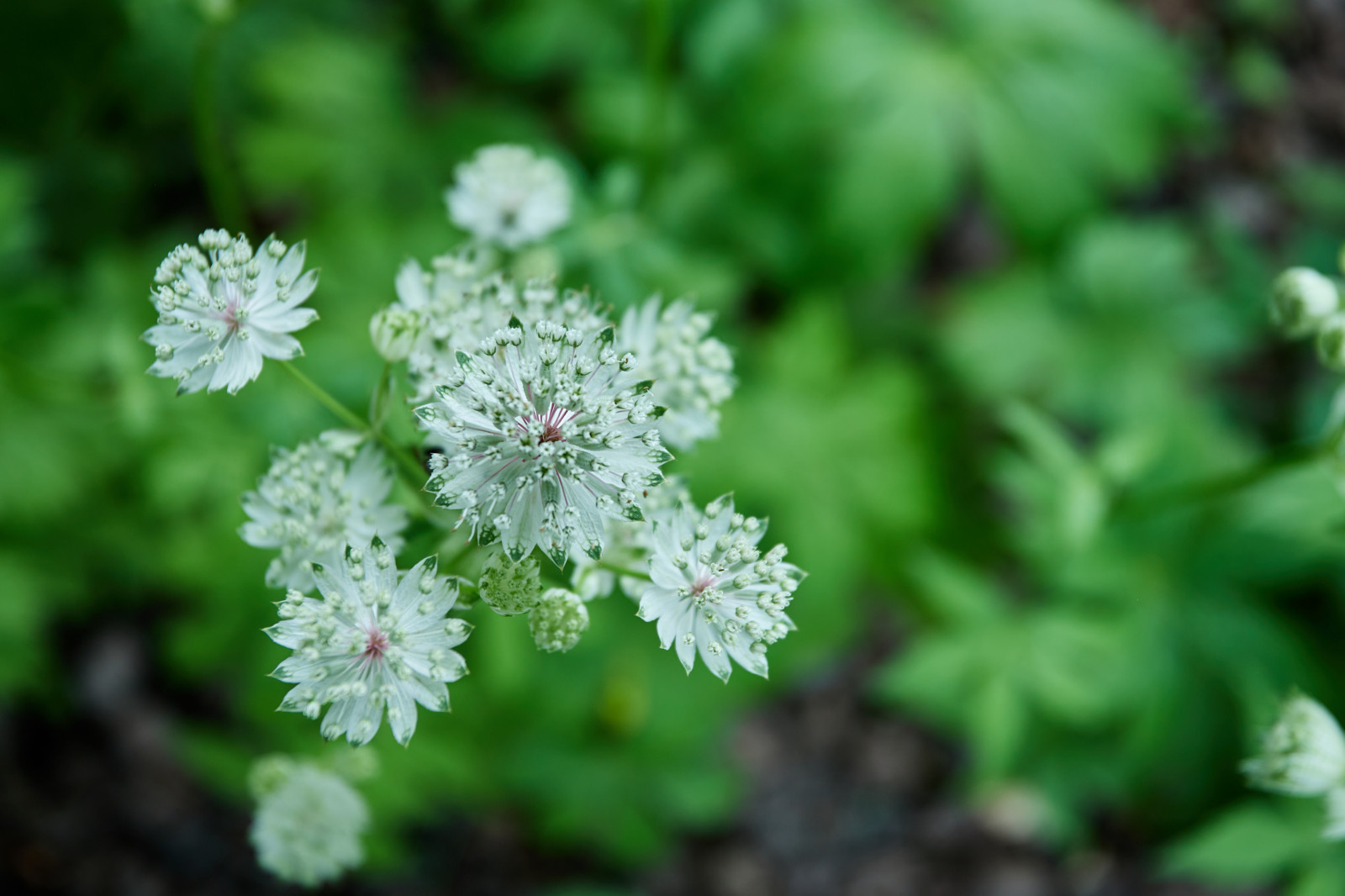 Проект "Современный сад"
