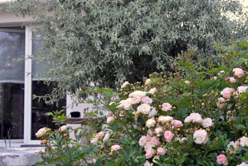 Pflanzenvielfalt im Stadtgarten