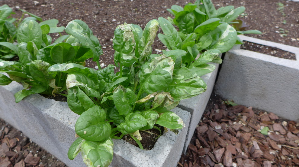 spinach leaf damage due to sun?