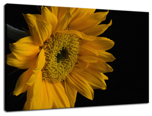 Sunflower from Left Floral Nature Photography Canvas Wall Art Print, 16" X 20"