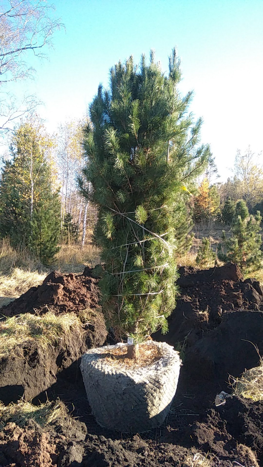Посадка Деревья Кедр