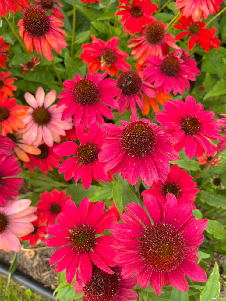 Ejemplo de jardín de secano tradicional extra grande en verano en patio trasero con parterre de flores y exposición total al sol