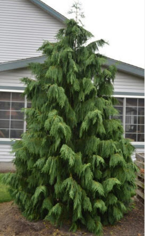 What is this variety of Weeping Alaskan Cedar Called