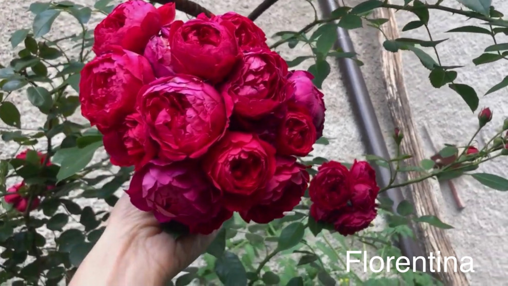 florentina climbing rose