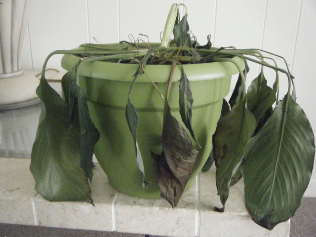 Peace Lily dying | Houzz Forum
