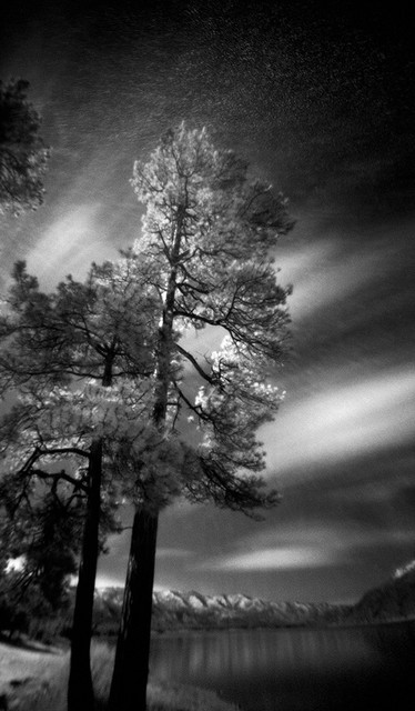 Trees, Vallecito Lake - Large-Scale, Limited Edition Photography