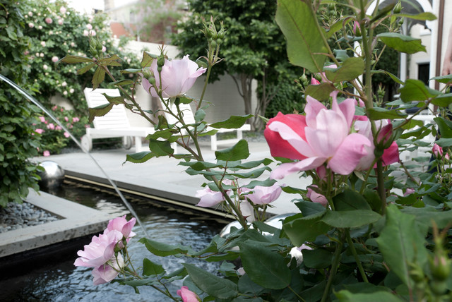 Contemporary Urban Garden transitional-garden