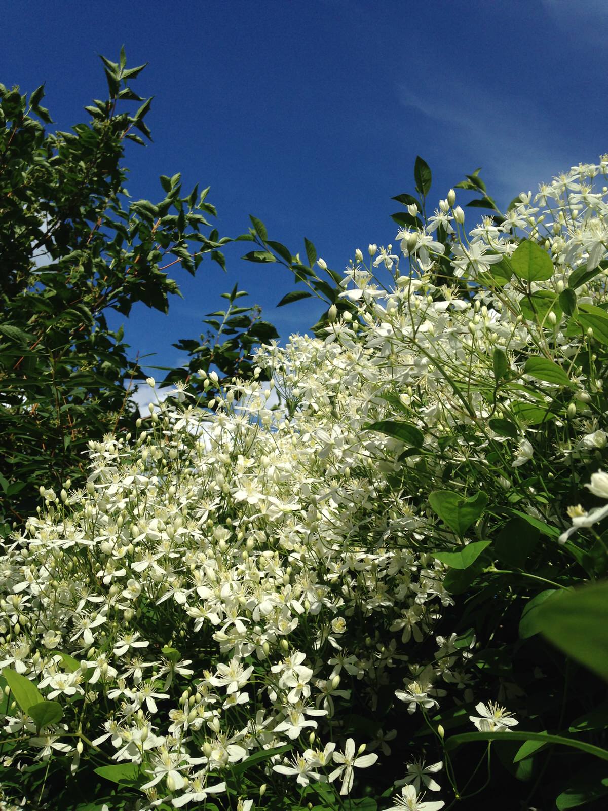 Городской сад