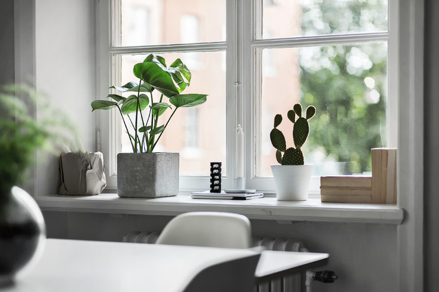 Grün ist hip: 11 moderne Zimmerpflanzen