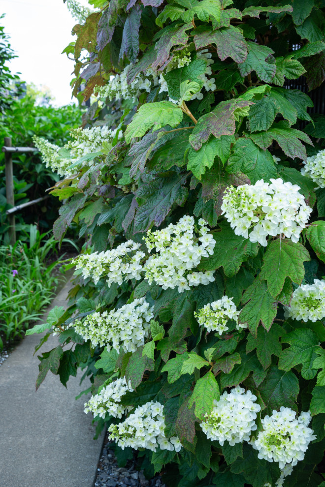 Favorite Plants