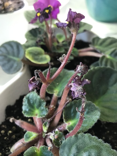 How to Prune African Violets