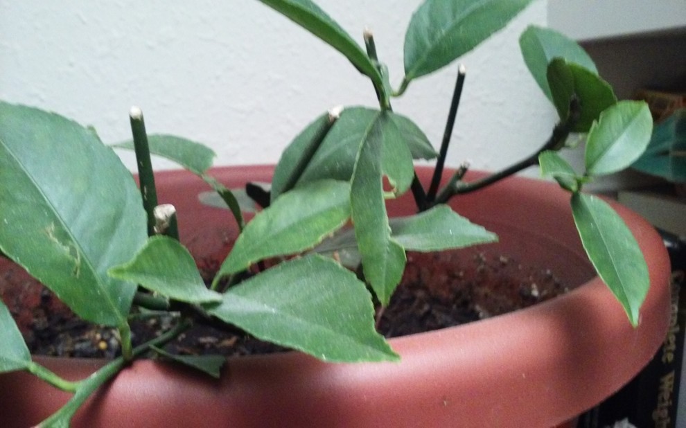 what is eating my meyer lemon leaves