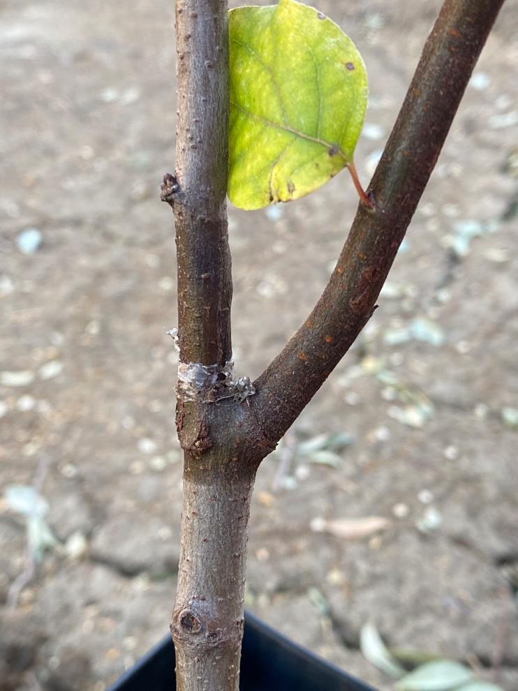 When and how to prune a young Quince tree