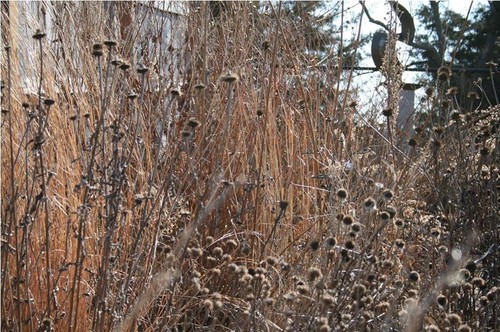 winter ridden plants