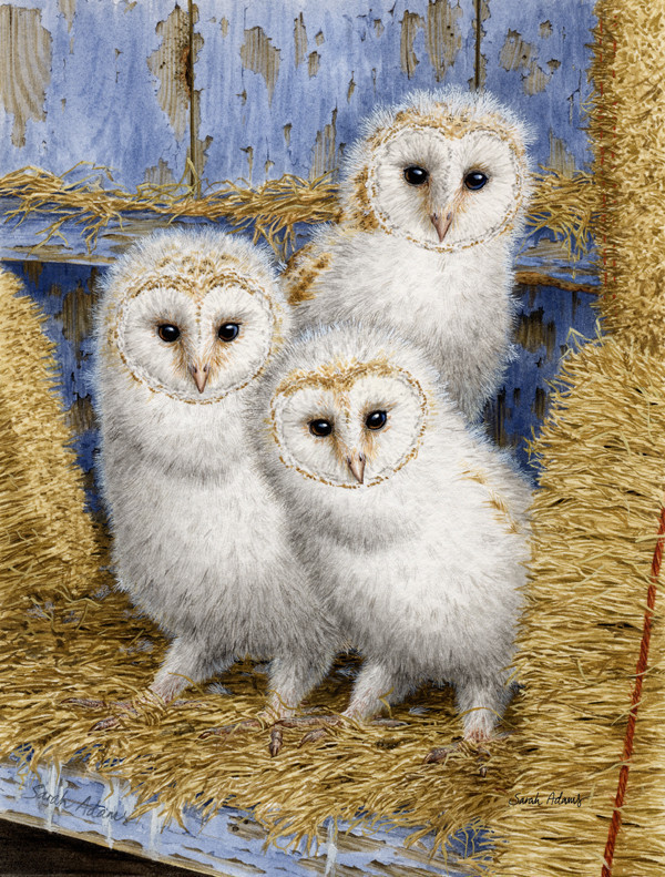 Barn Owl Chicks Flag Canvas House Size Rustic Flags And