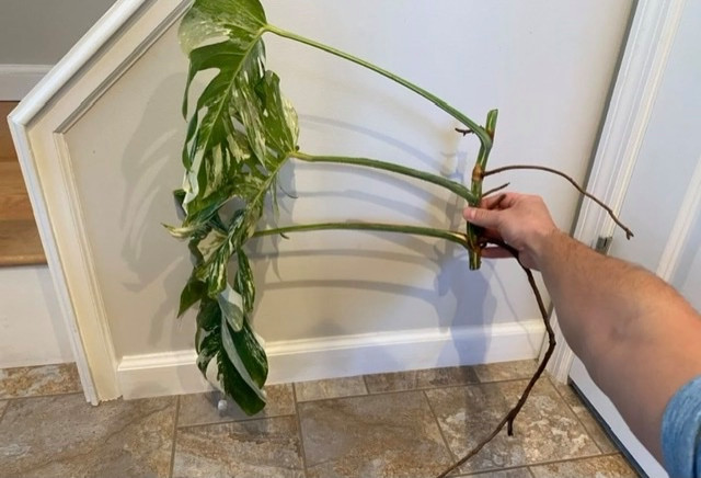 monstera minima kaufen Rhaphidophora tetrasperma (Monstera minima) (XL) kaufen