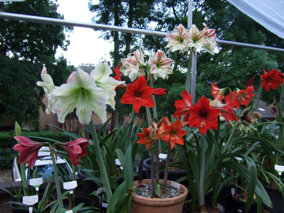 Custom Wine Glasses Of A Rich Red Amaryllis