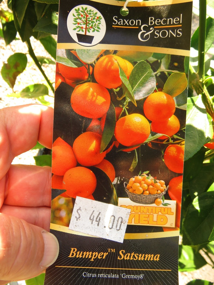 Some ColdHardy Satsumas and How I Planted One