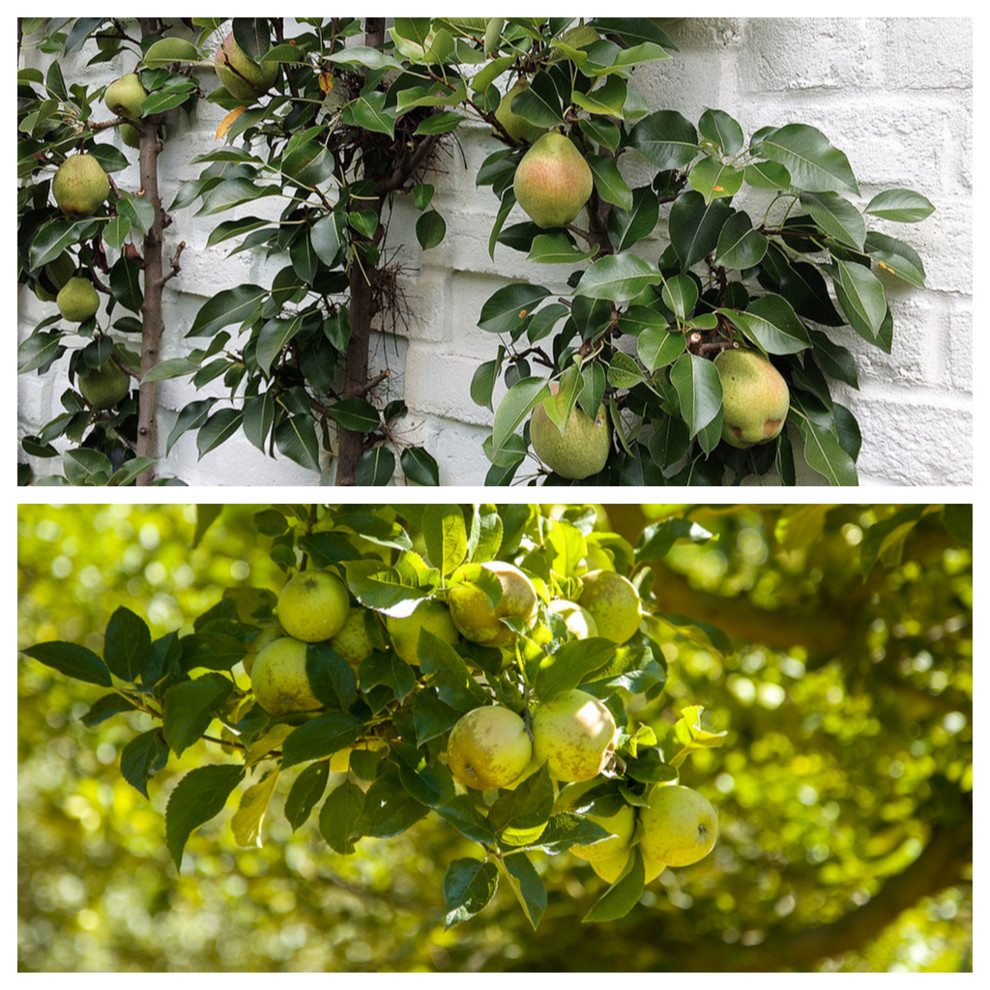POLL: Apple tree or pear tree? | Houzz UK