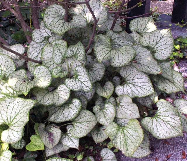 6 Stunning Silver Leaf Plants