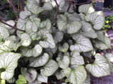'Jack Frost' brunnera (Brunnera macrophylla 'Jack Frost')
