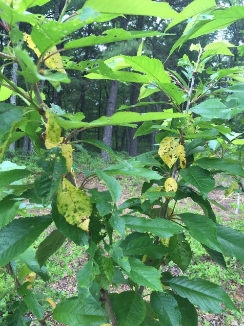cherry tree yellow leaves cherry suddenly has several yellow leaves cherry tree yellow leaves cherry suddenly has several yellow leaves