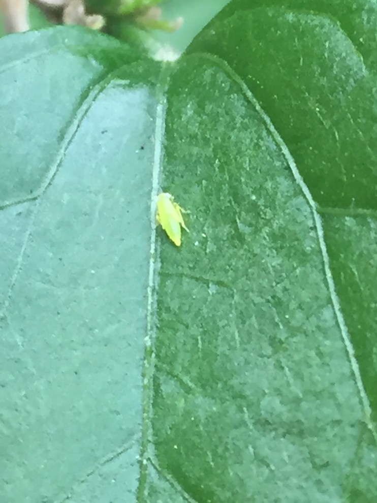 What Are Tiny Green Flying Bugs Infoupdate