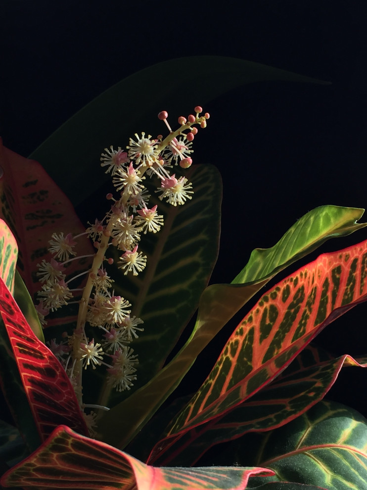 Croton blooming after 8 years