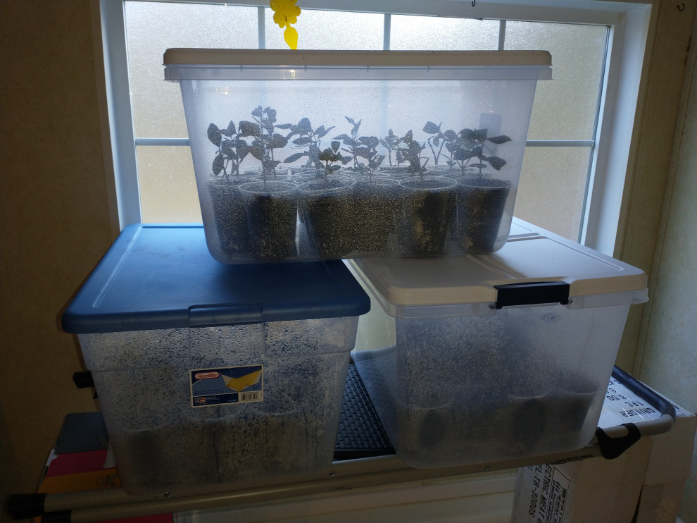 Cuttings on pineapple guava / Feijoa