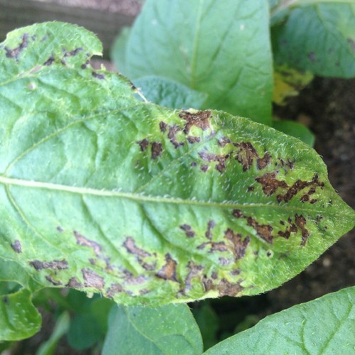 Why Are My Potato Leaves Turning Brown
