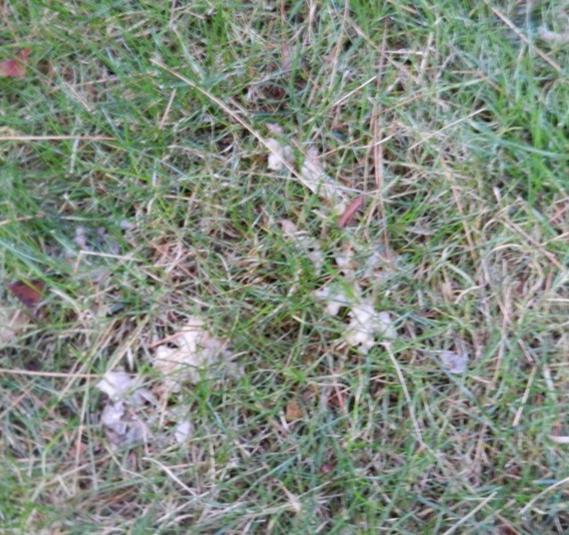 Are these slug egg masses?