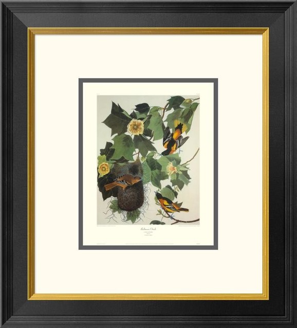 Baltimore Oriole Decorative Border By John James Audubon 18x20