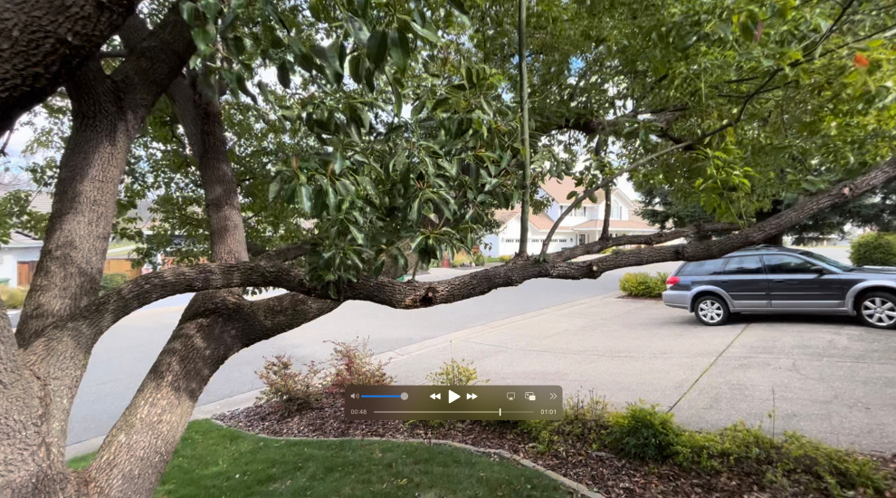 Advice on pruning a camphor tree