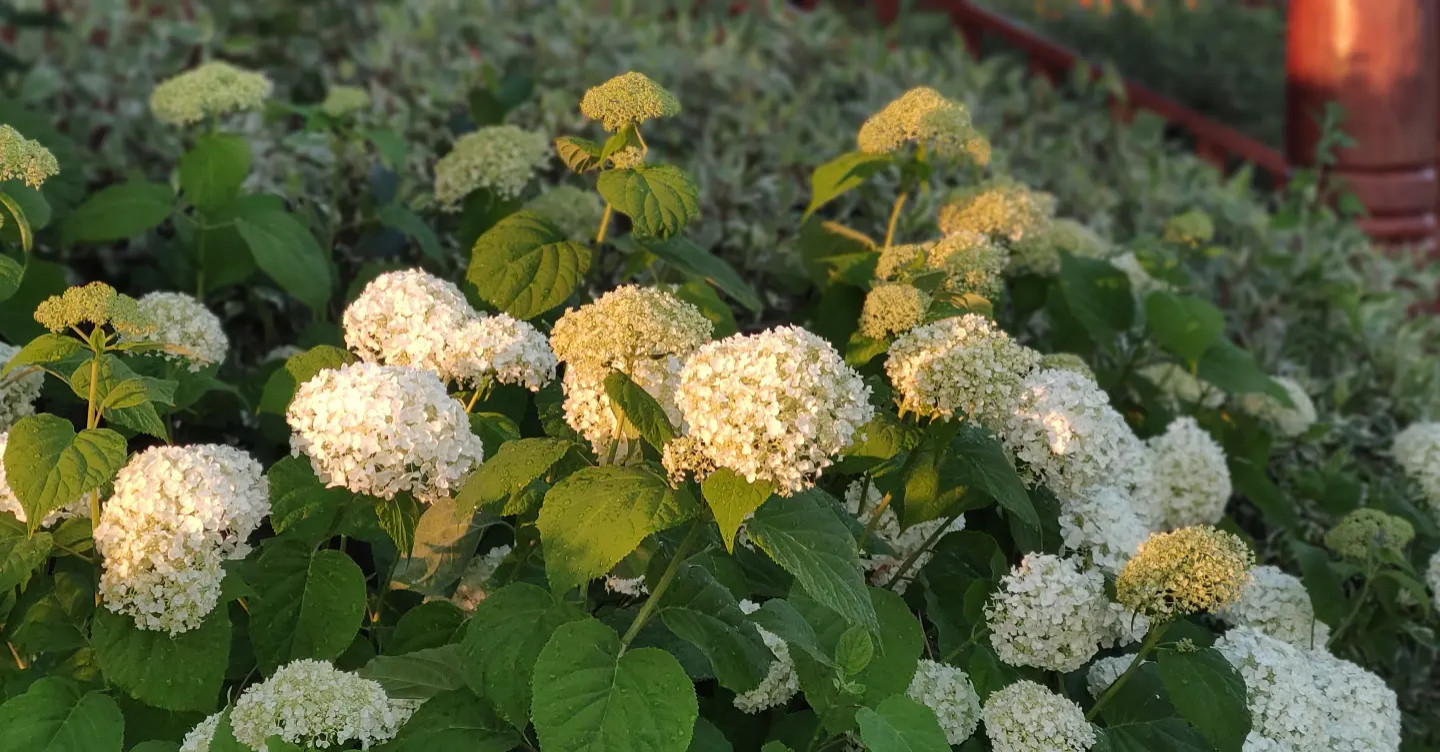 Проект "Волга"