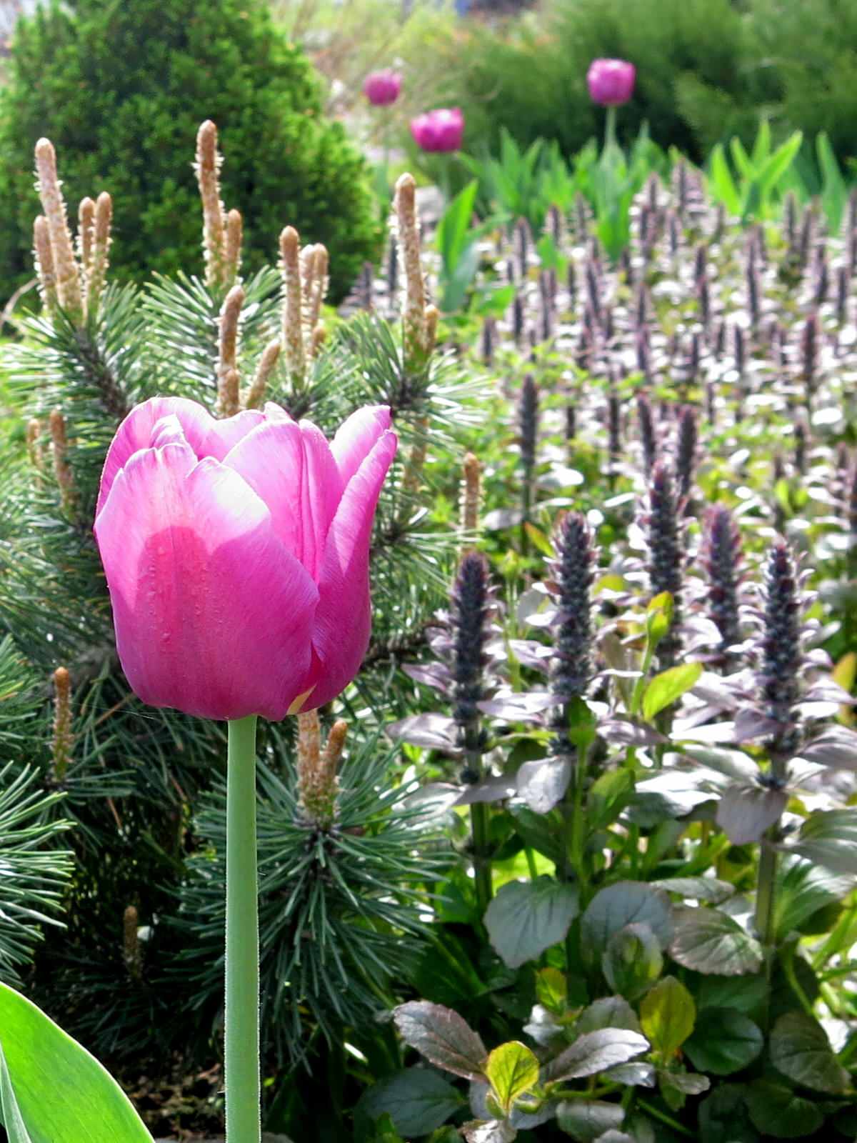 ТЕПЛЫШКО МОЕ. ВЕСНА.