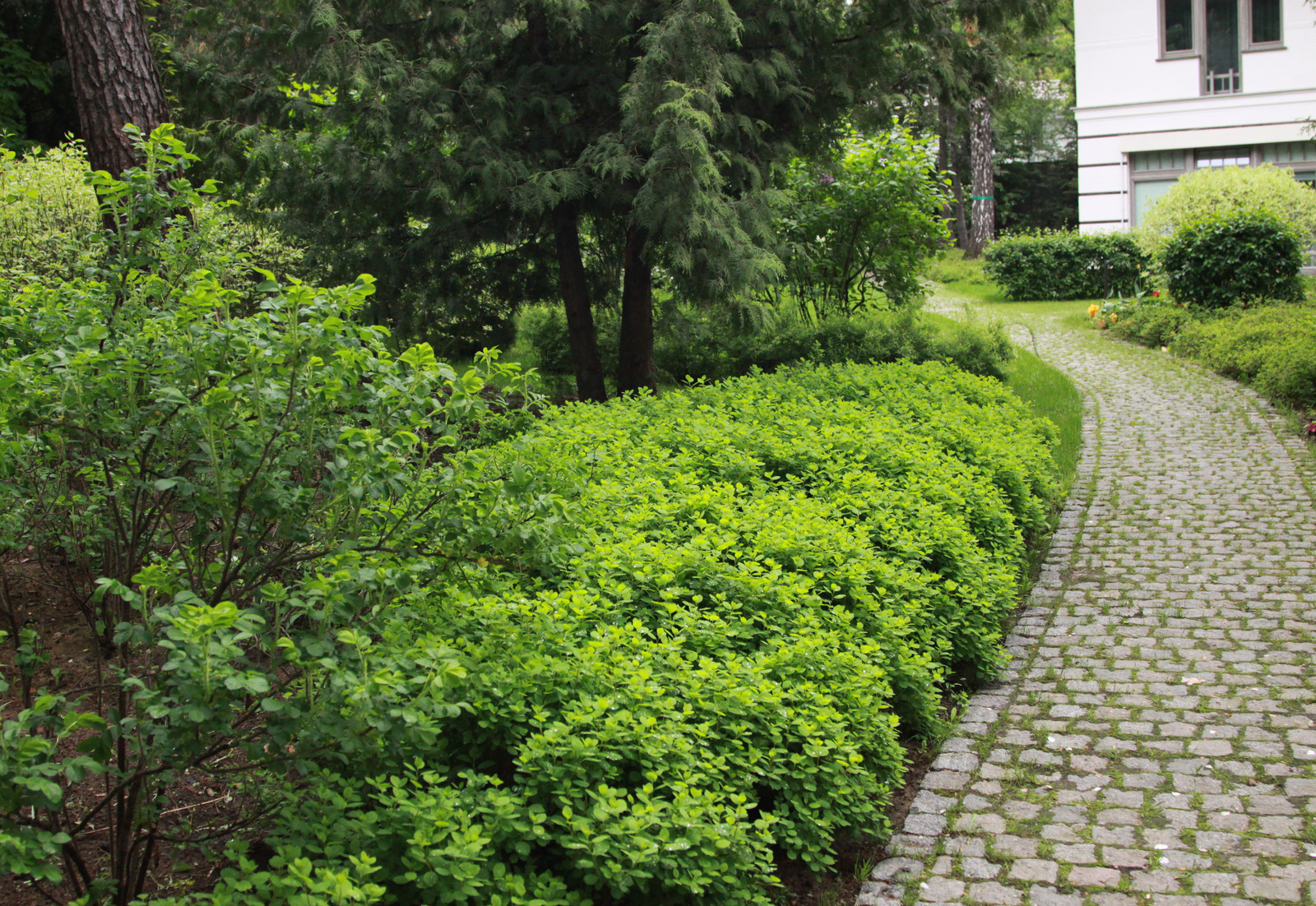 Сад в Серебрянном Бору