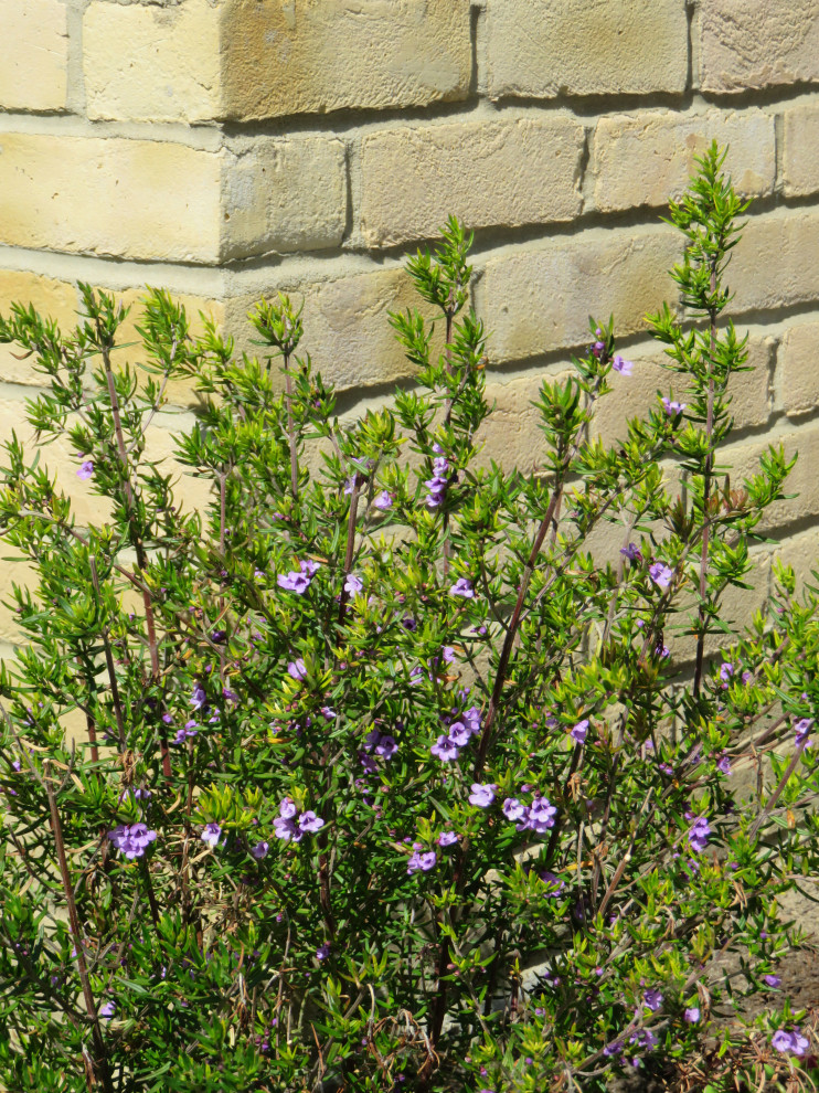 Front Garden, Essex