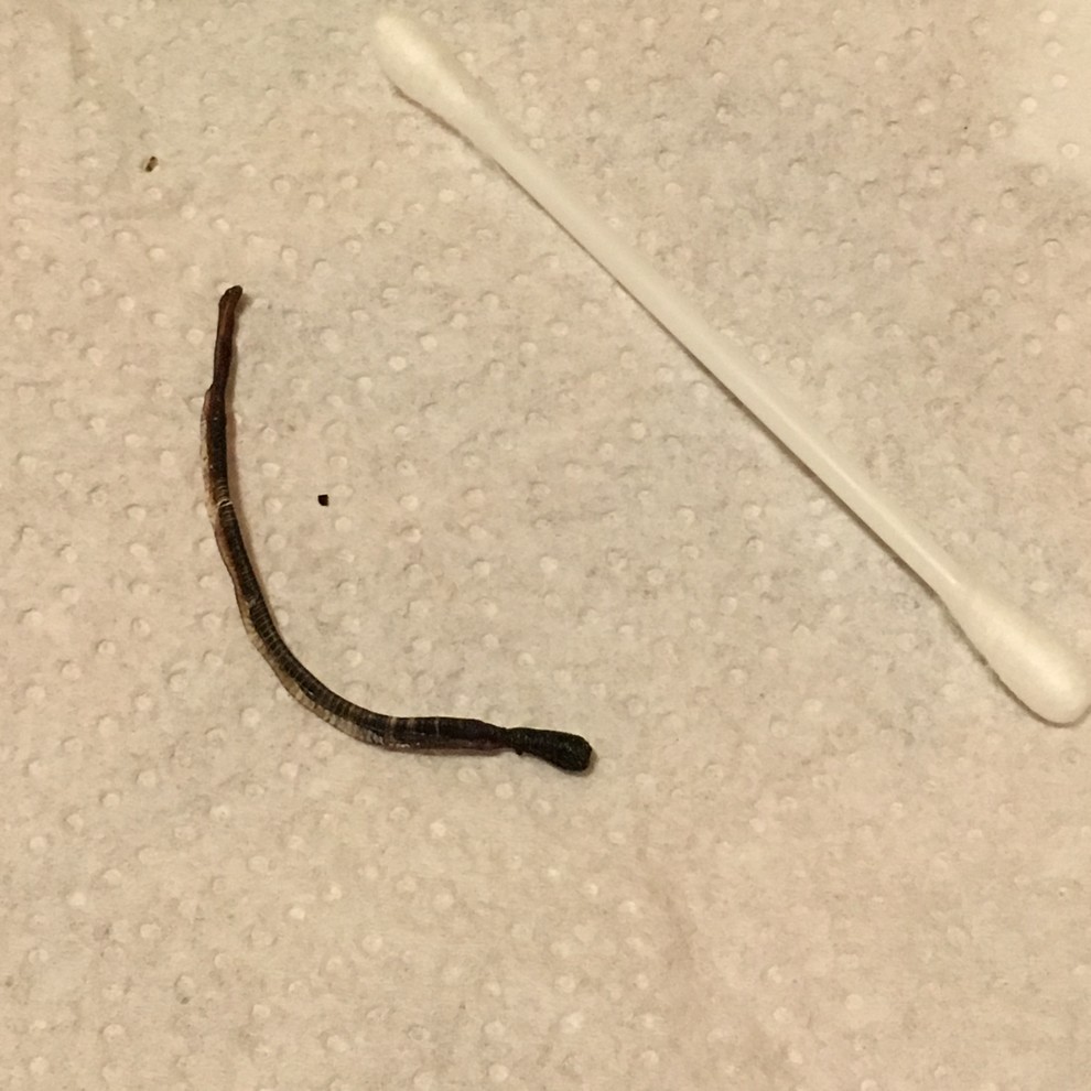 Worm like creatures (dead) in basement room