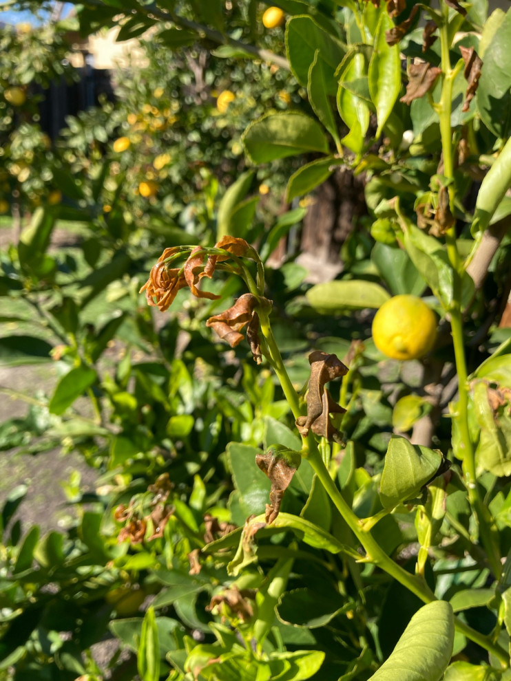 Lime Tree New Leaves Turning Brown     