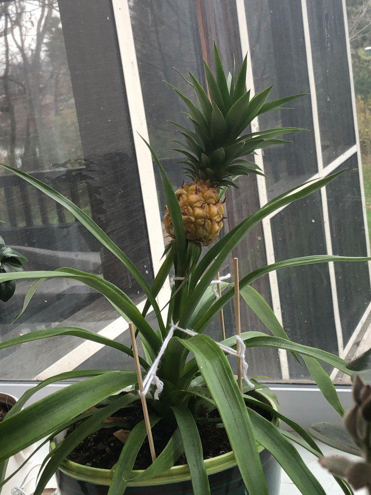 Pineapple plant turning yellow