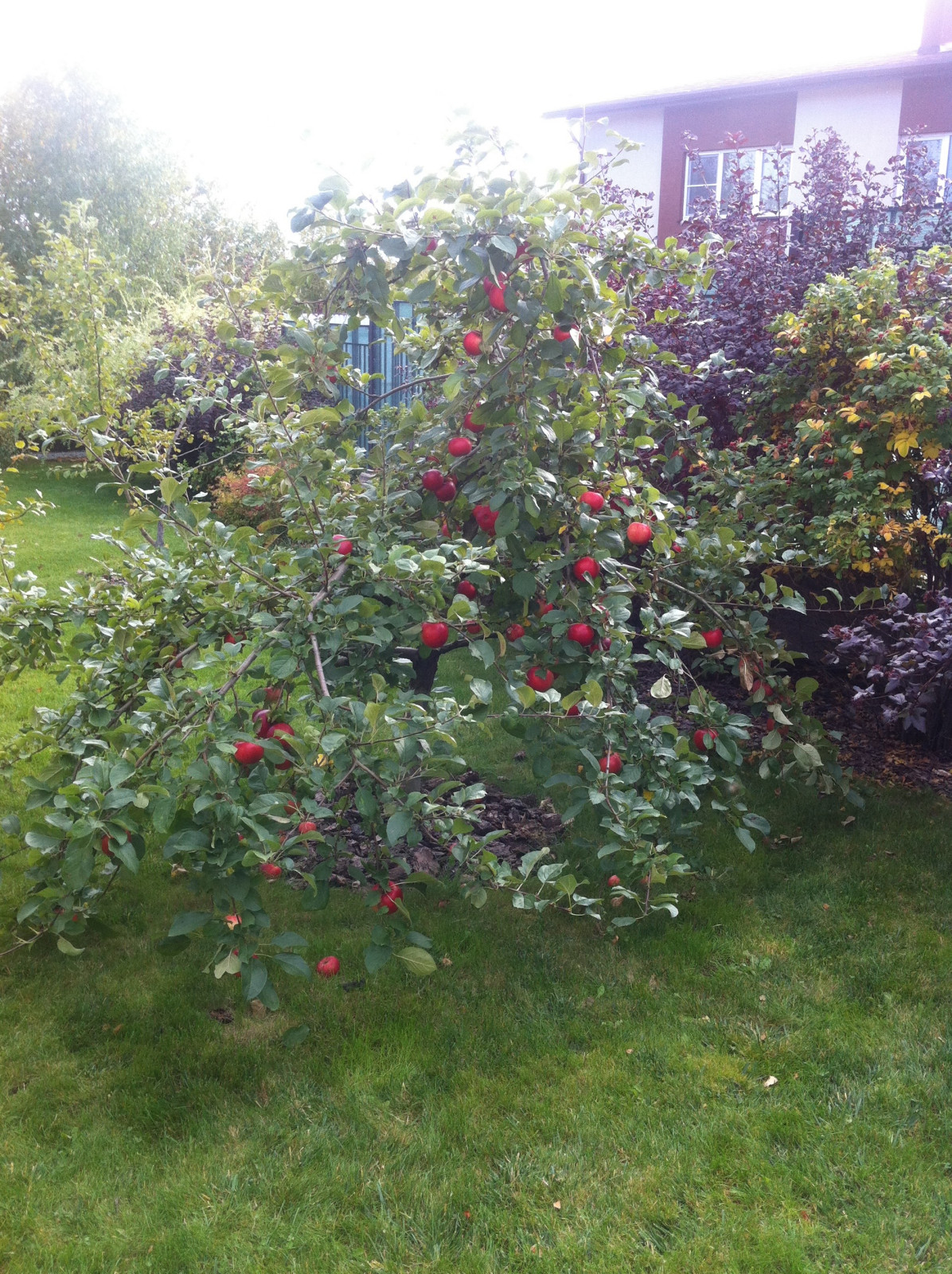 "Сад эгоист"