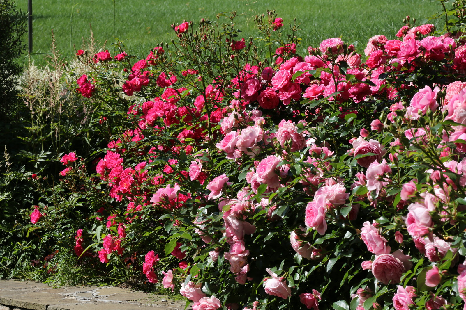 Розарии в садах NB-GARDEN