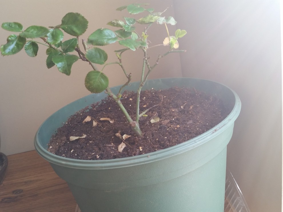 Growing roses indoors in winter with very little light