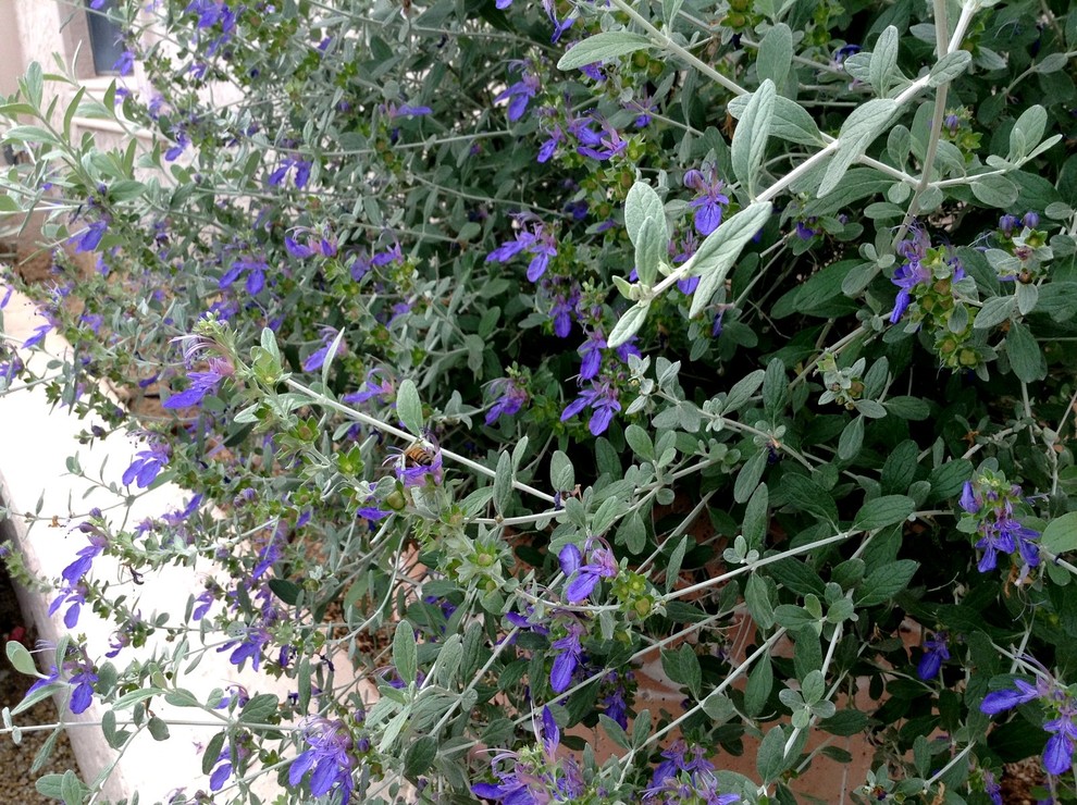 Photo of a garden in Phoenix.